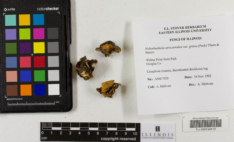 Hohenbuehelia atrocaerulea var. grisea image