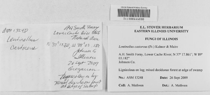 Lentinellus castoreus image