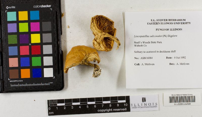 Leucopaxillus subzonalis image