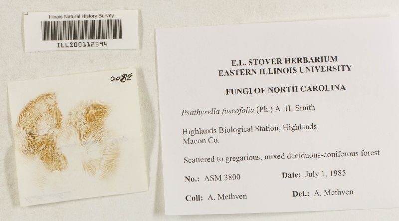 Psathyrella fuscofolia image
