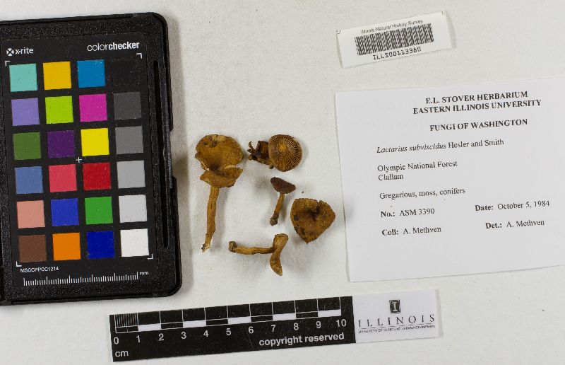 Lactarius subviscidus image