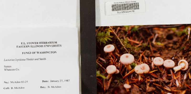 Lactarius lepidotus image