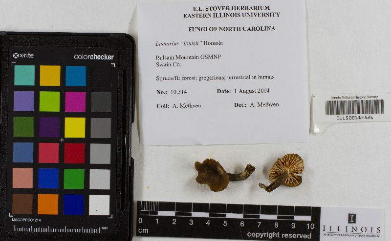 Lactarius louisii image