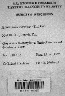 Hapalopilus rutilans image