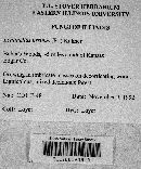 Lentinellus ursinus image