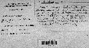 Lentinellus ursinus image