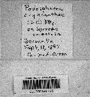 Podosphaera clandestina var. clandestina image