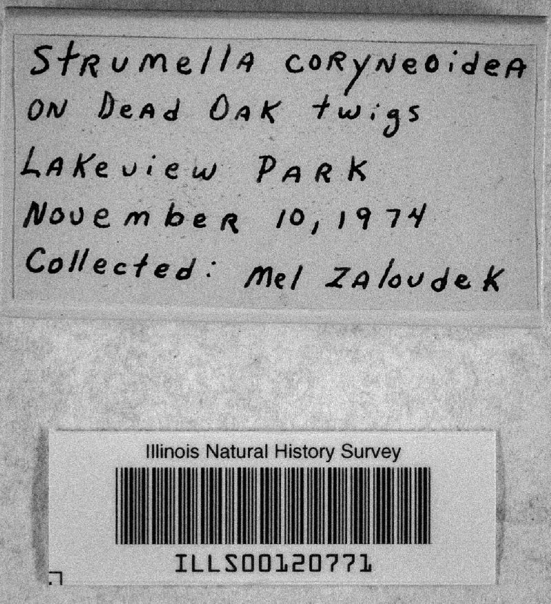 Strumella coryneoidea image