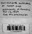 Image of Coniochaeta multispora