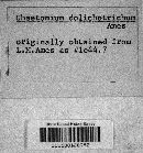 Chaetomium funicola image