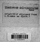 Chaetomium funicola image