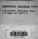 Chaetomium funicola image