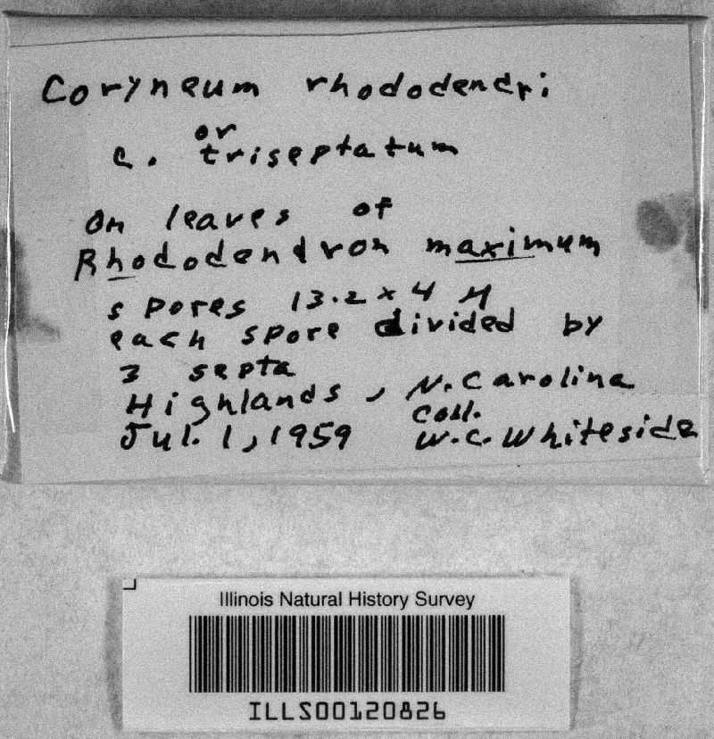 Sporocadus rhododendri image