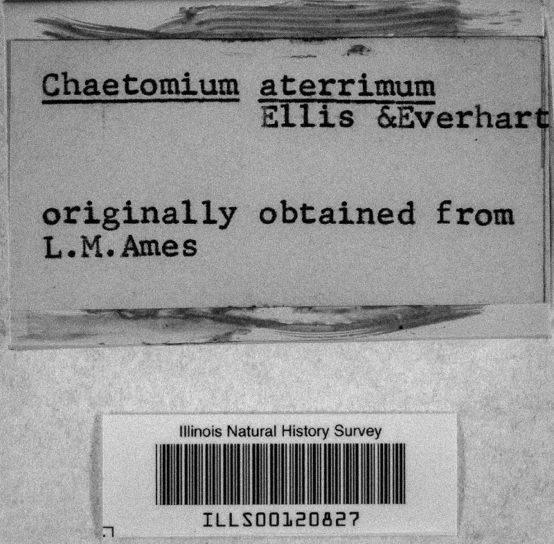 Chaetomiaceae image