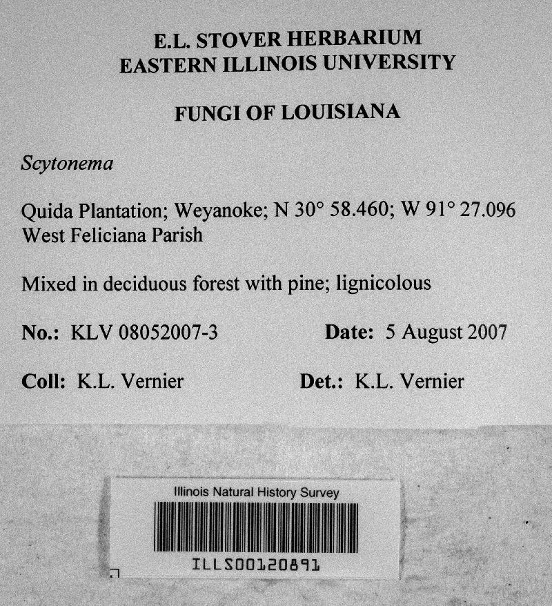 Scytonema image