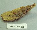 Calocera cornea image