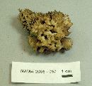 Tremella reticulata image