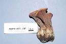 Clavariadelphus truncatus image