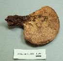 Fistulina hepatica image