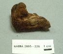 Fistulina hepatica image