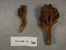 Ramaria murrillii image