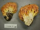 Image of Ramaria rubricarnata