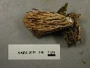 Ramaria stricta image