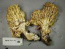 Ramaria testaceoflava image