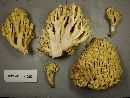 Ramaria thiersii image