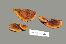 Phellinus gilvus image