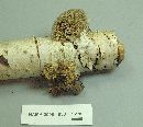 Daedaleopsis confragosa image