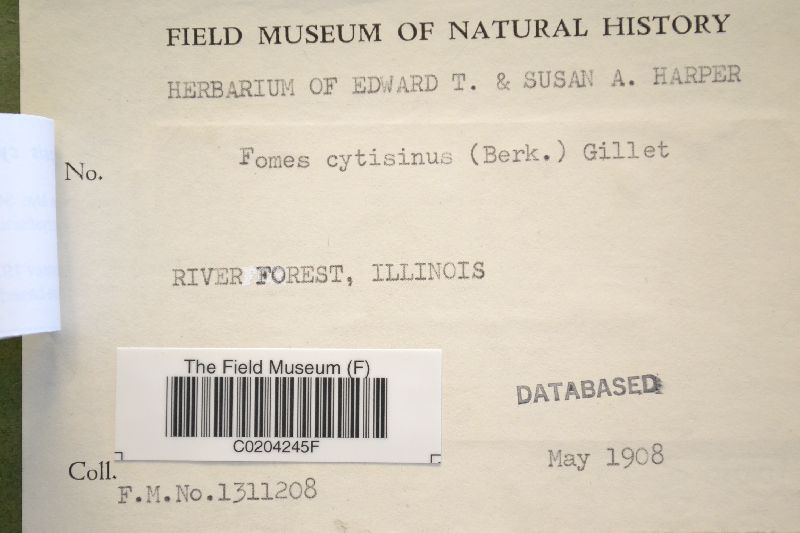 Fomitopsis cytisina image