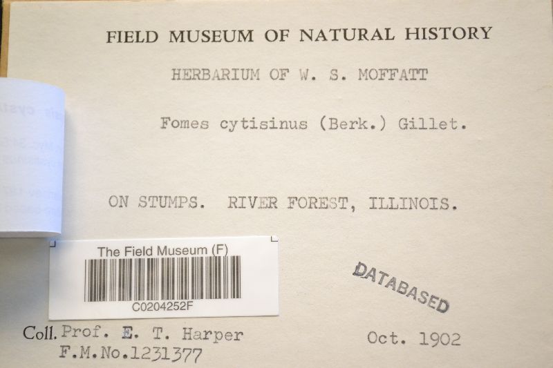 Fomitopsis cytisina image