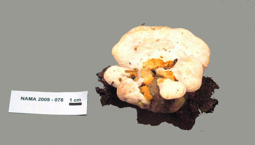 Trametes nivosa image