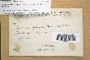 Fomitopsis spraguei image