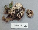 Fomitopsis spraguei image