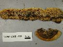 Gloeophyllum sepiarium image