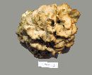 Grifola frondosa image