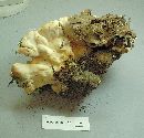 Laetiporus cincinnatus image