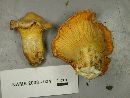 Cantharellus roseocanus image