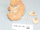 Lentinus strigosus image