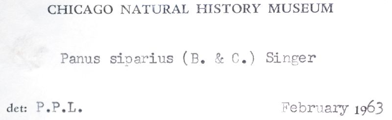 Panus tephroleucus image