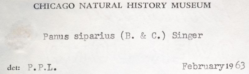 Panus tephroleucus image