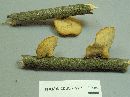 Polyporus alveolaris image