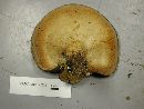 Polyporus leptocephalus image