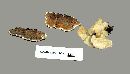 Gloeoporus dichrous image