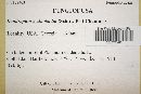 Peniophora albobadia image