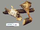Cymatoderma caperatum image