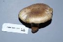 Agaricus bitorquis image