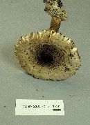 Leucoagaricus americanus image